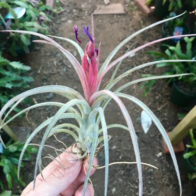 Tillandsia Ionantha Califano