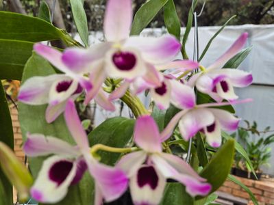 Dendrobium nobile mini