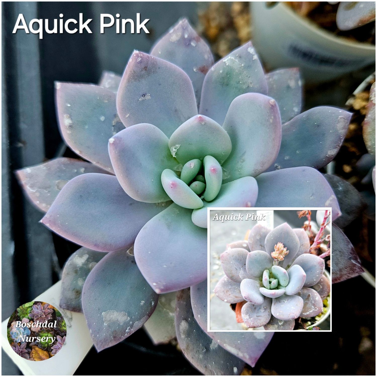 Graptopetalum Aquick Pink