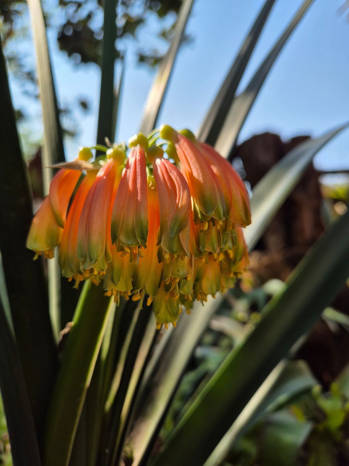 Nobilis Nobilis