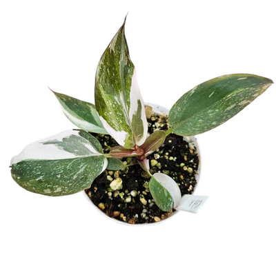 Philodendron Red Anderson