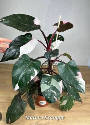 Philodendron Red Anderson (Random)