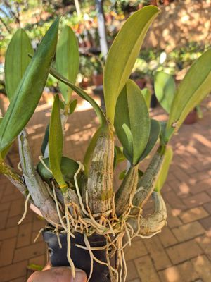 Dendrobium speciosum white flower