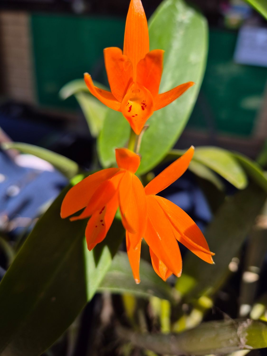 L. AURANTIACA X L Cinnebarina