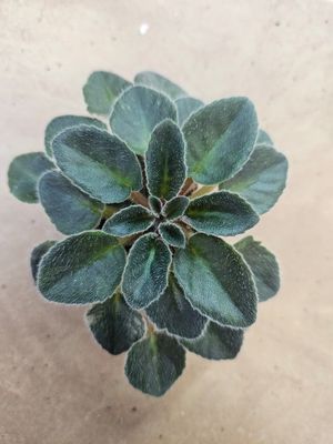 Rob&#39;s Blue Socks (Miniature Trailer)