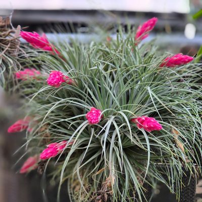 Tillandsia Houston cotton candy Tillandsia Houston cotton candy