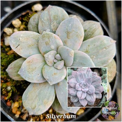 Graptopetalum Platinum (Silverbum)