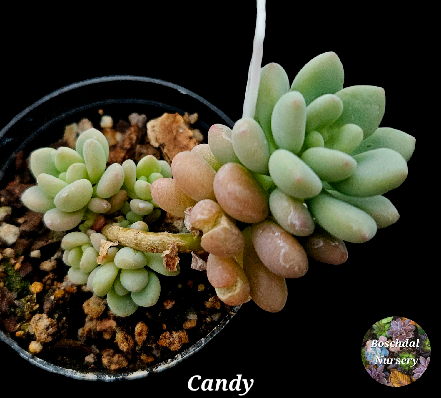 Candy