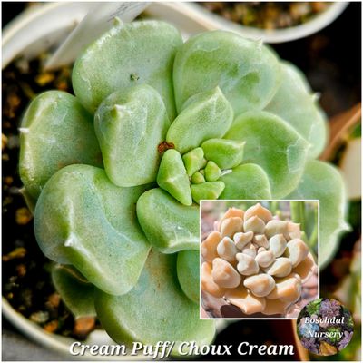Echeveria Cream Puff