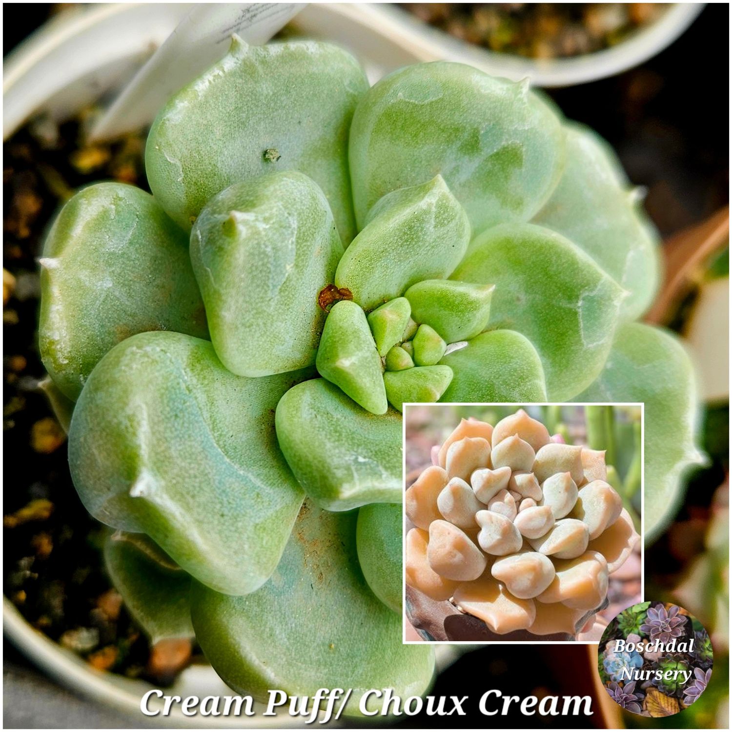 Echeveria Cream Puff