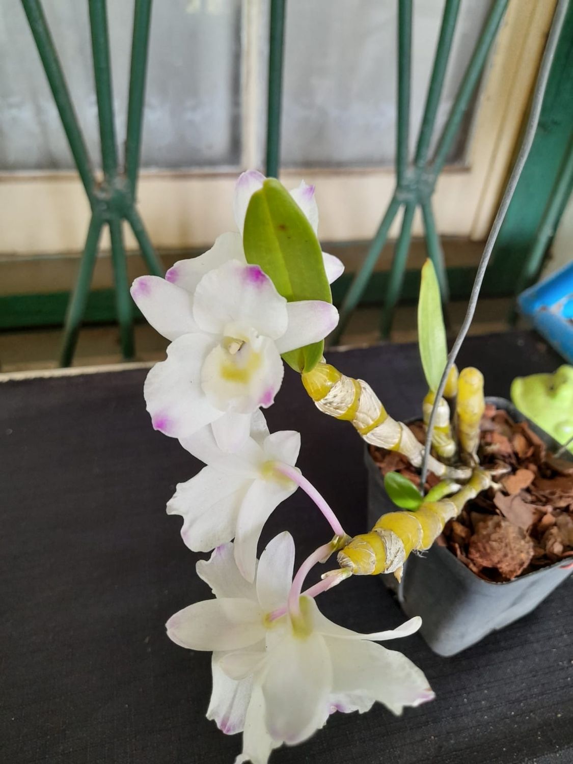 Dendrobium Nobile White arch Dendrobium Nobile White arch