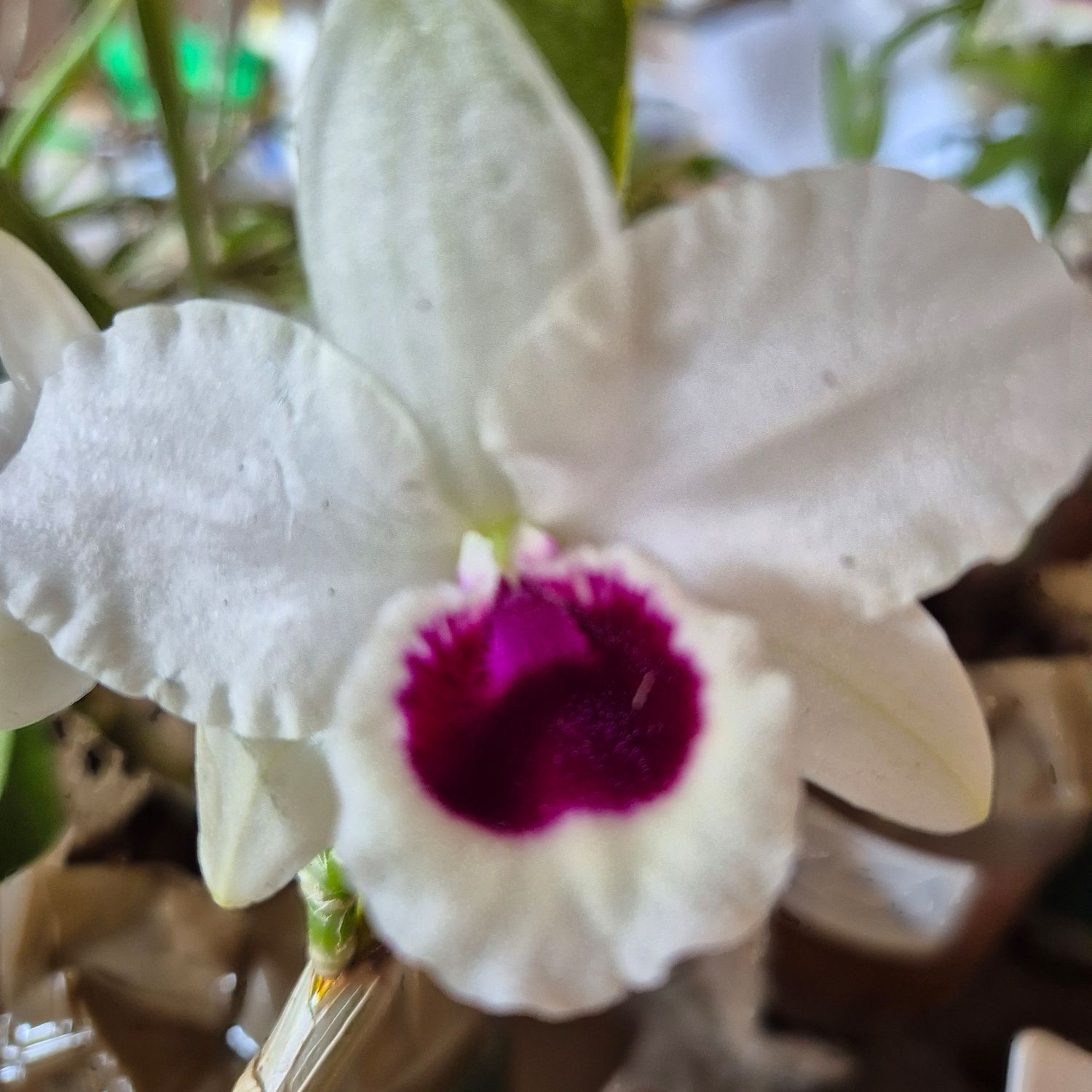 Dendrobium Nobile var. Albiflorum