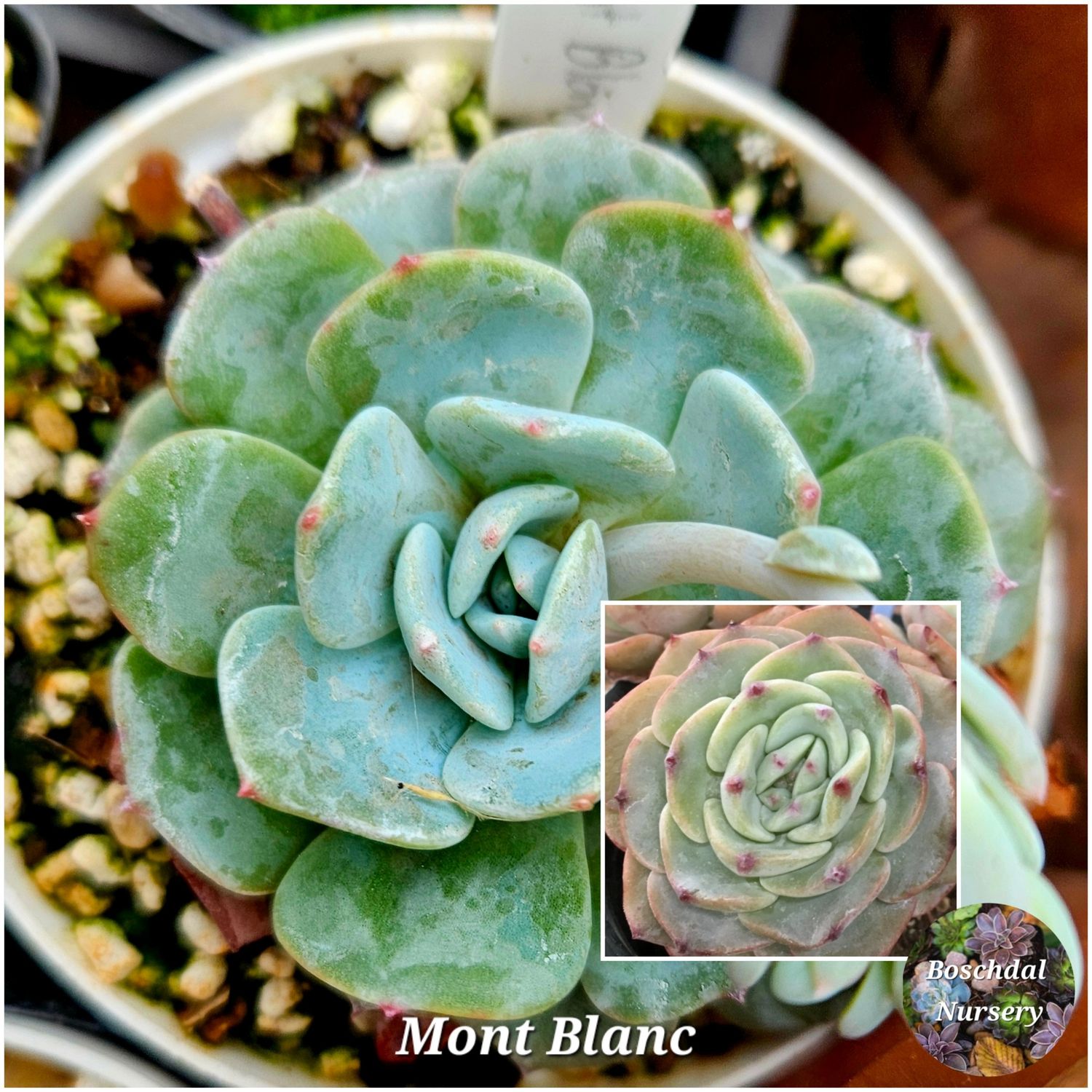 Echeveria Mont Blanc