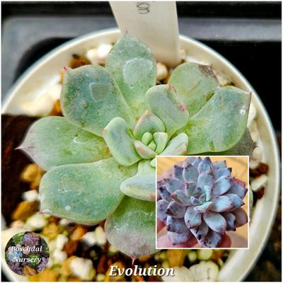 Echeveria Evolution