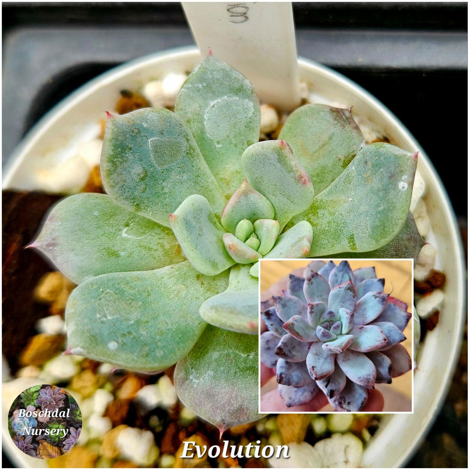 Echeveria Evolution