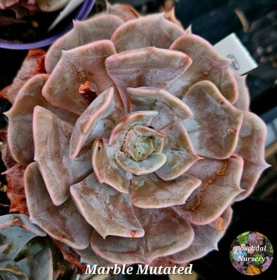 Echeveria Marble Mutated
