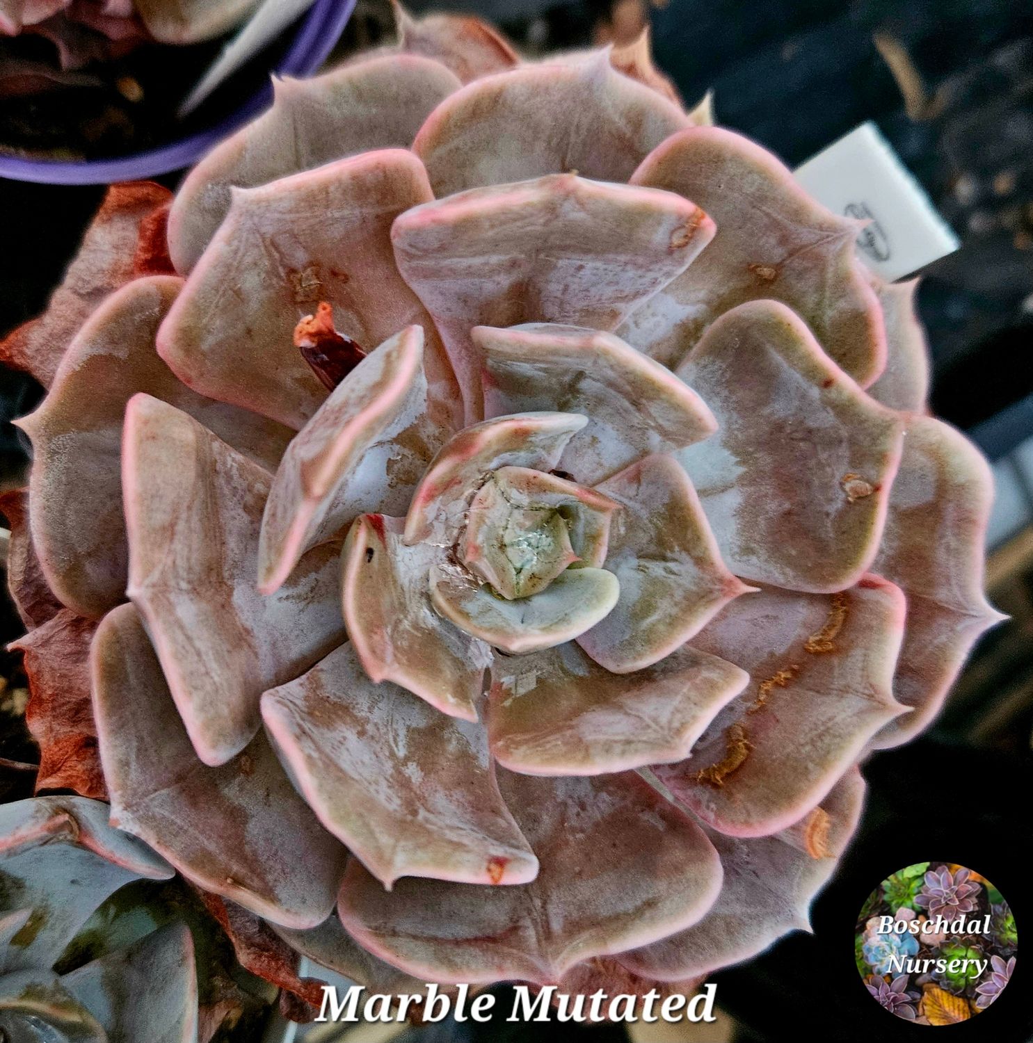 Echeveria Marble Mutated