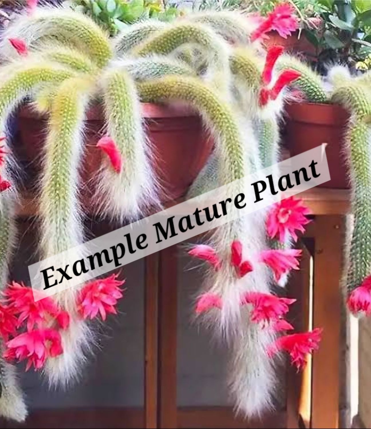 Monkey Tail (Cleistocactus Colademononis)