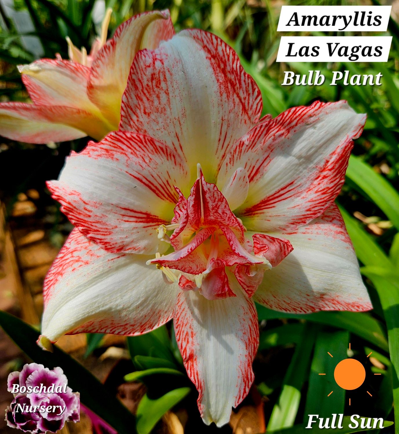 Amaryllis Las Vegas