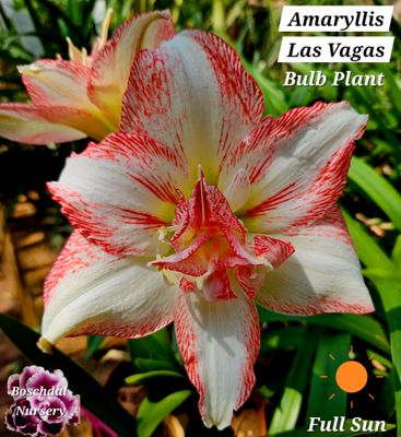 Amaryllis Las Vegas