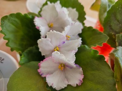 African Violet B-Man&#39;s Etna White form Starter Plant
