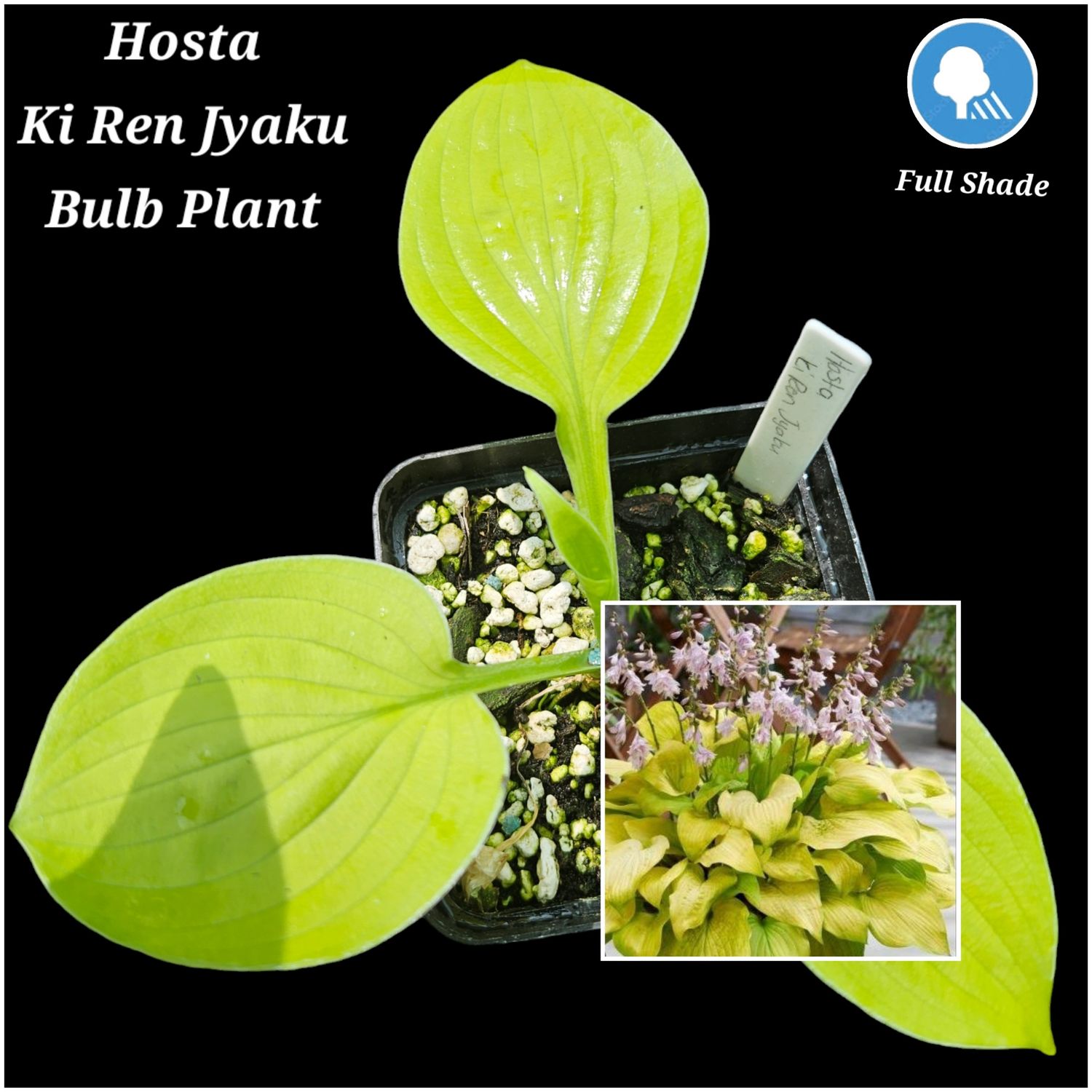 Hosta Ki Rew Jyaku