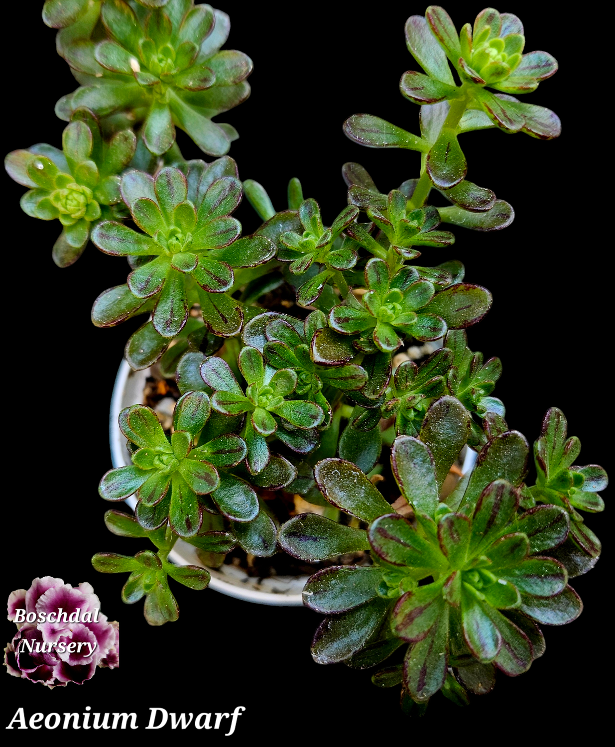 Aeonium Dwarf