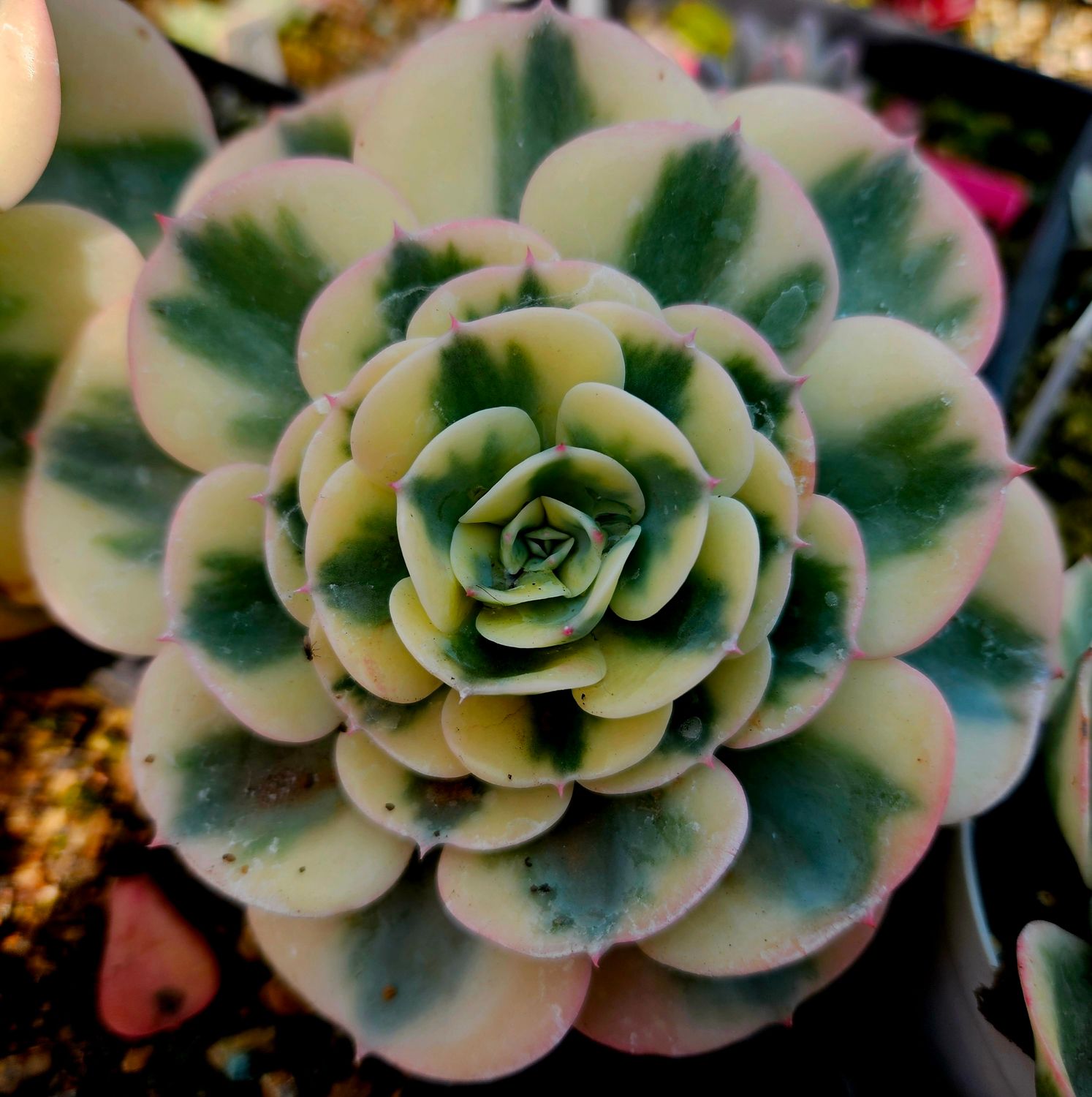 Echeveria Compton Carousel / Lenore Dean