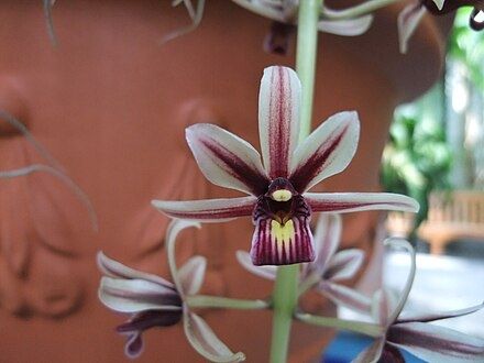Cymbidium Aloifolium