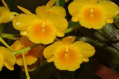 Dendrobium Crysotoxum