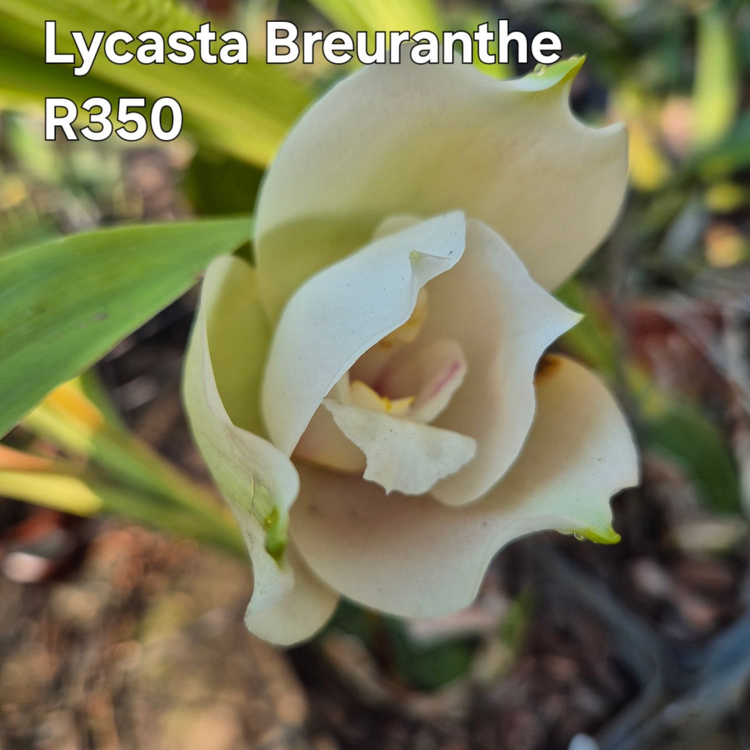 Lycaste Breuranthe Lycaste Breuranthe