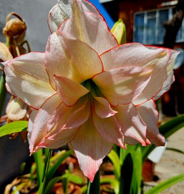 Amaryllis Elvas