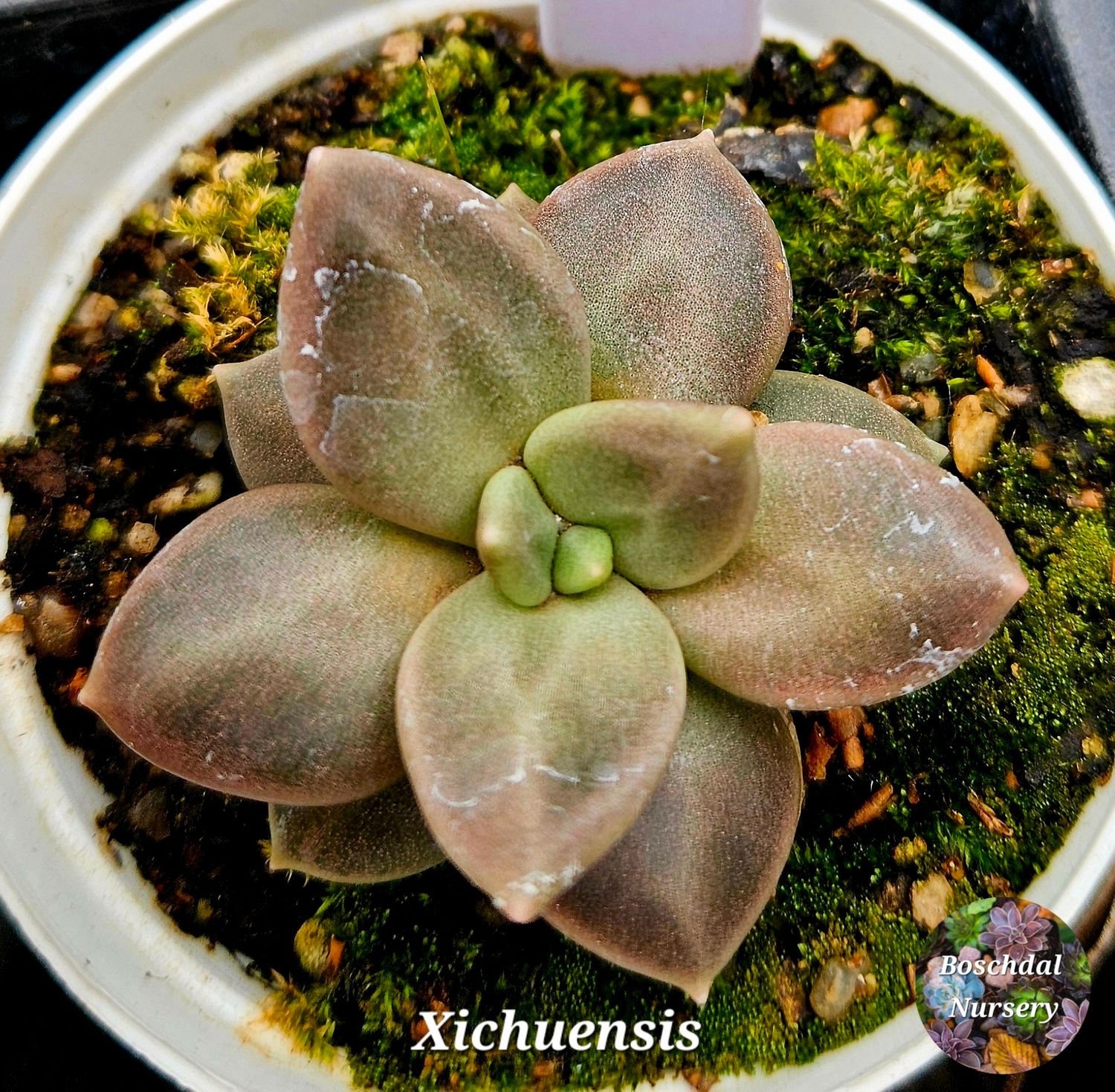 Echeveria Xichuensis