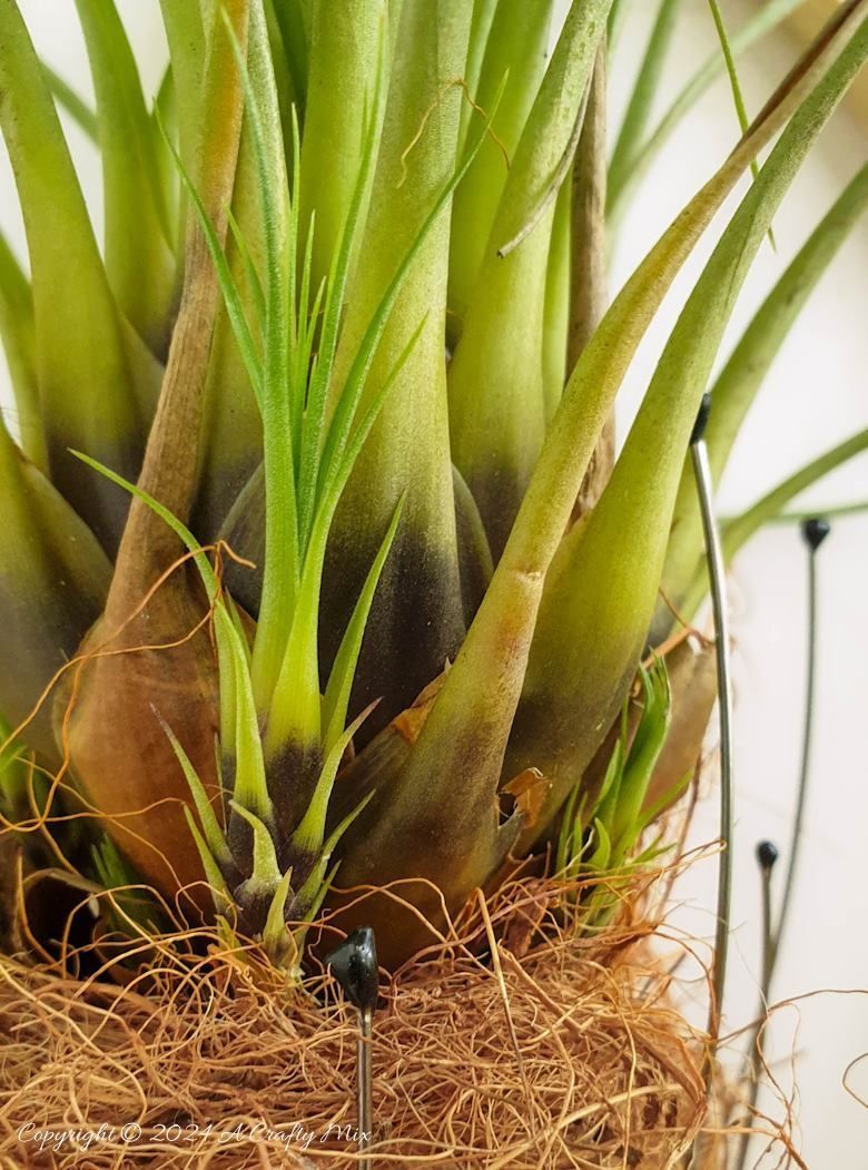 Tillandsia Kirchoffiana