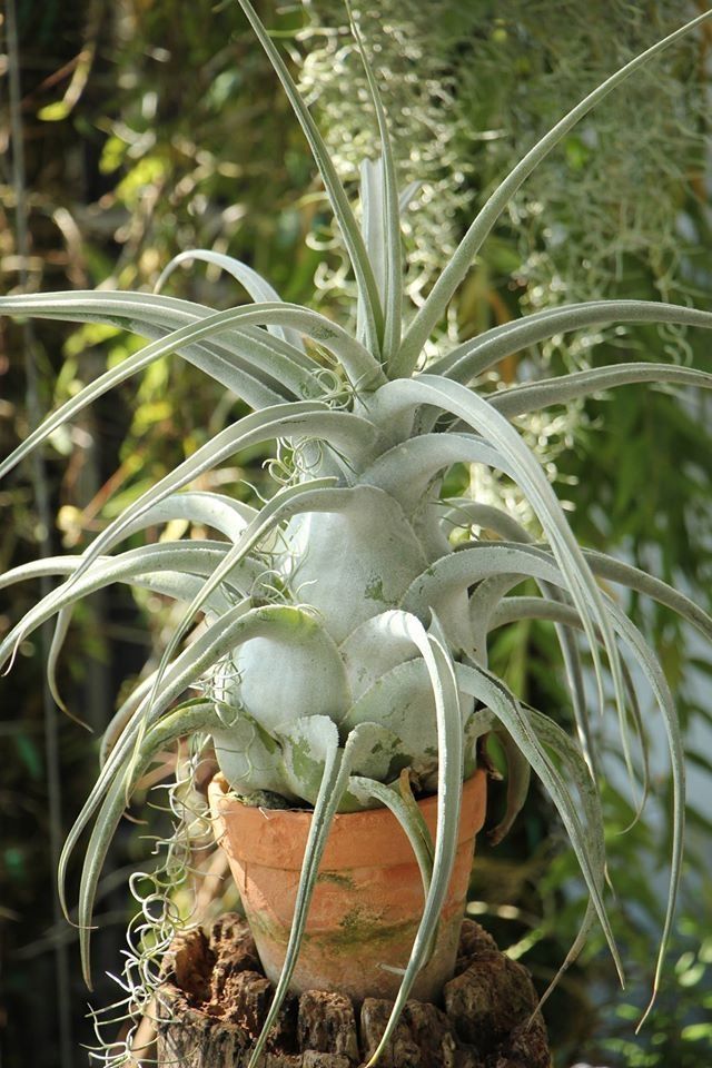 Tillandsia Ehlersiana