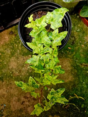 Hedera Golden Green