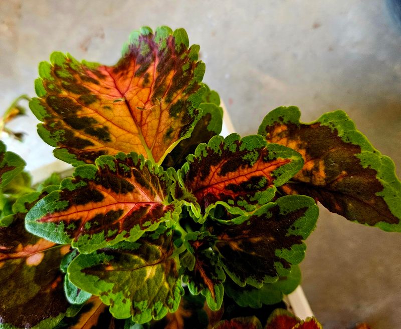 Coleus Wizard Mix Plug (B)