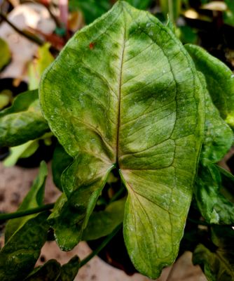 Syngonium Roxanna Syngonium Roxanna