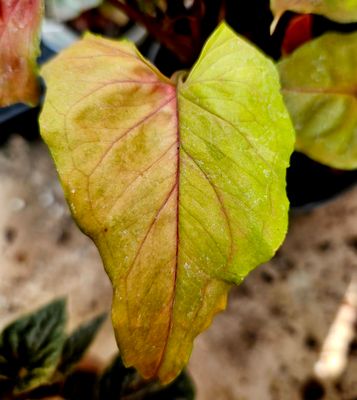 Syngonium Maria Allusion