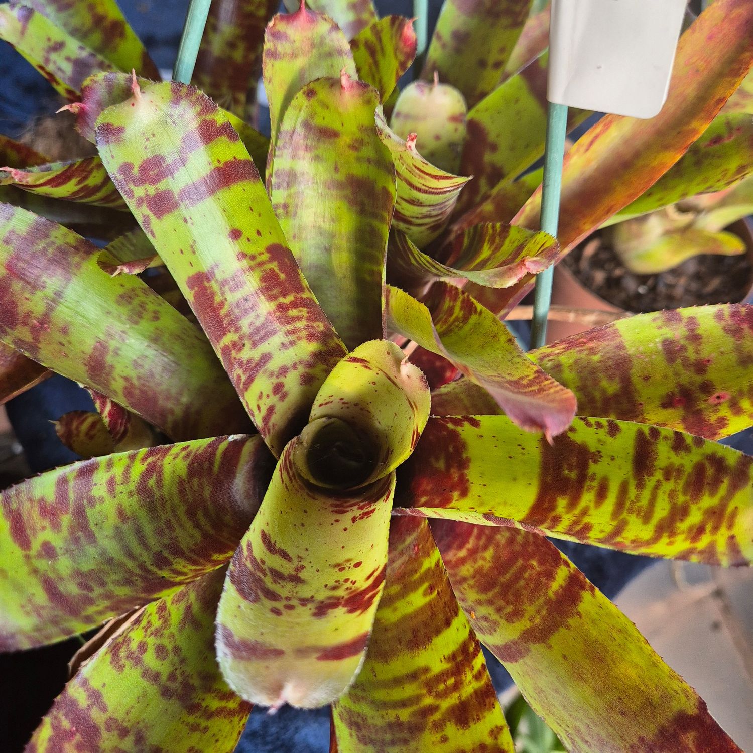 Neoregelia Screaming Tiger big