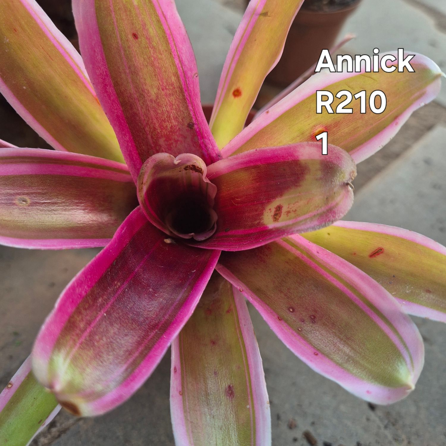 Neoregelia Annick