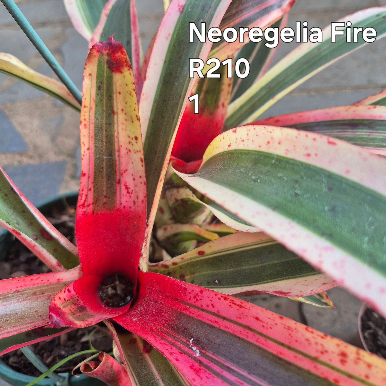 Neoregelia Fire