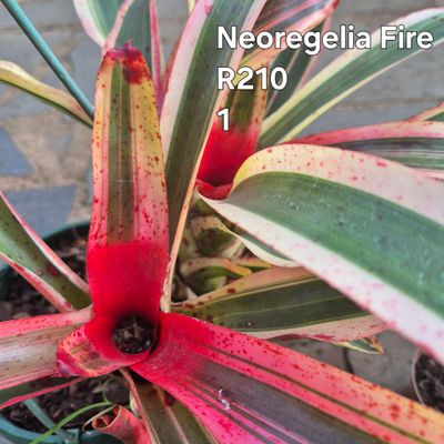 Neoregelia Fire