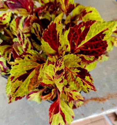 Perennial Colourfull Leaves