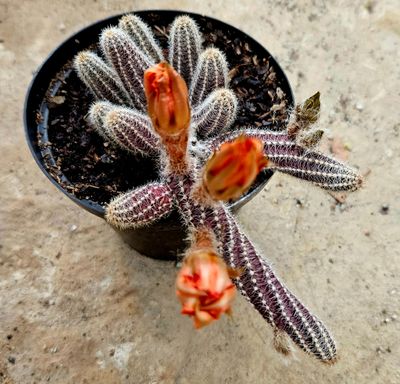 Chamaecereus silvestrii (Orange Peanut Cactus) Chamaecereus silvestrii (Orange Peanut Cactus)