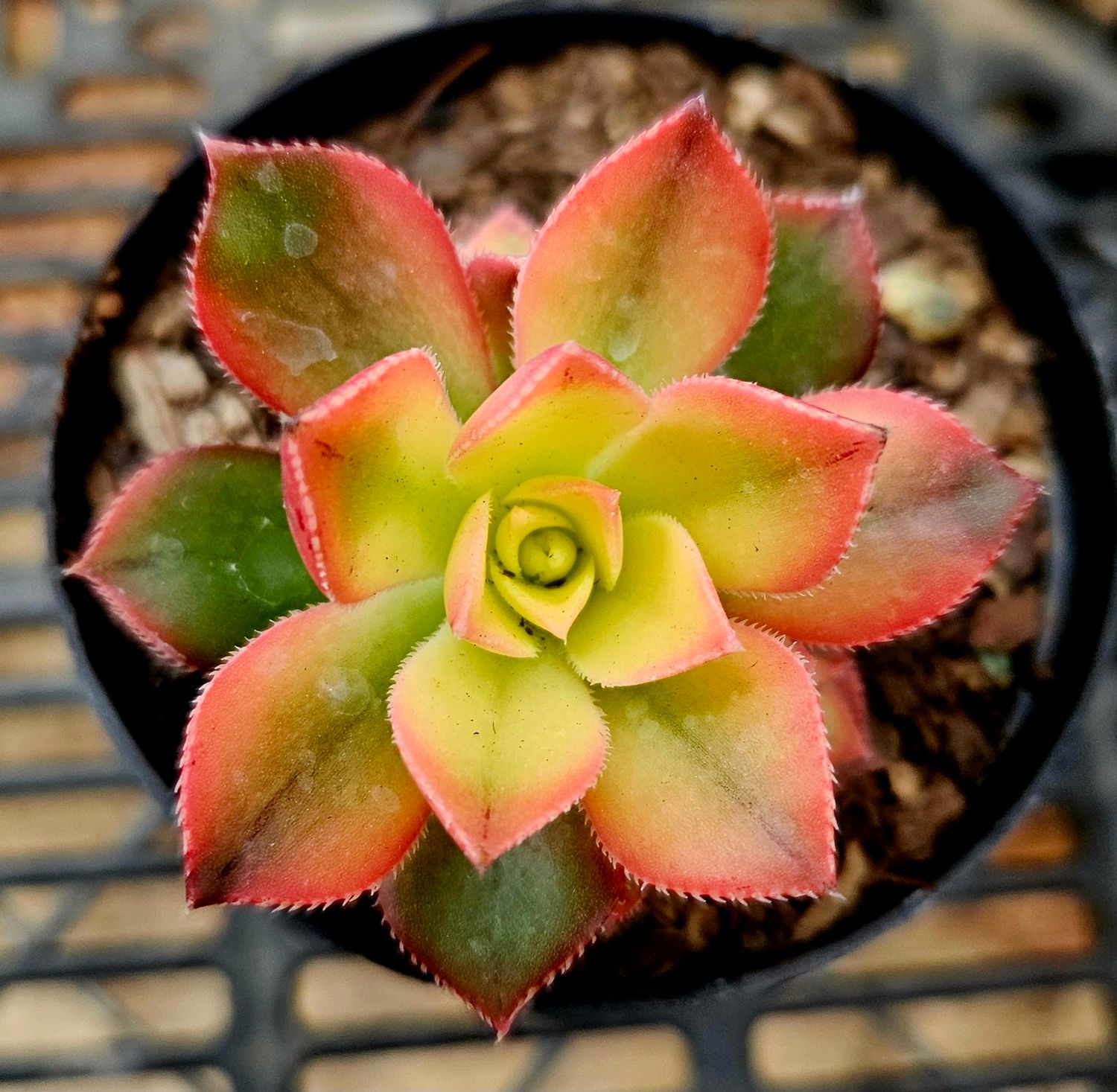 Aeonium Kiwi Aeonium Kiwi