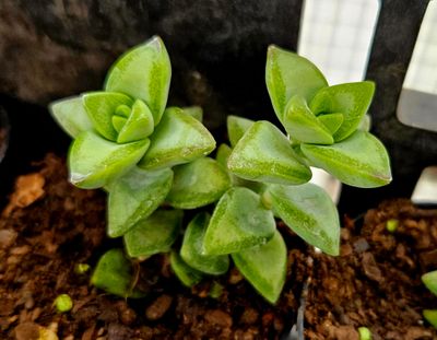String of Buttons - Crassula Perforata String of Buttons - Crassula Perforata