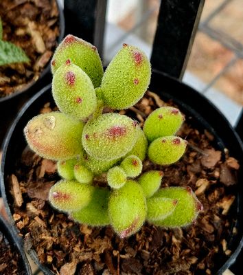 Bear Paws