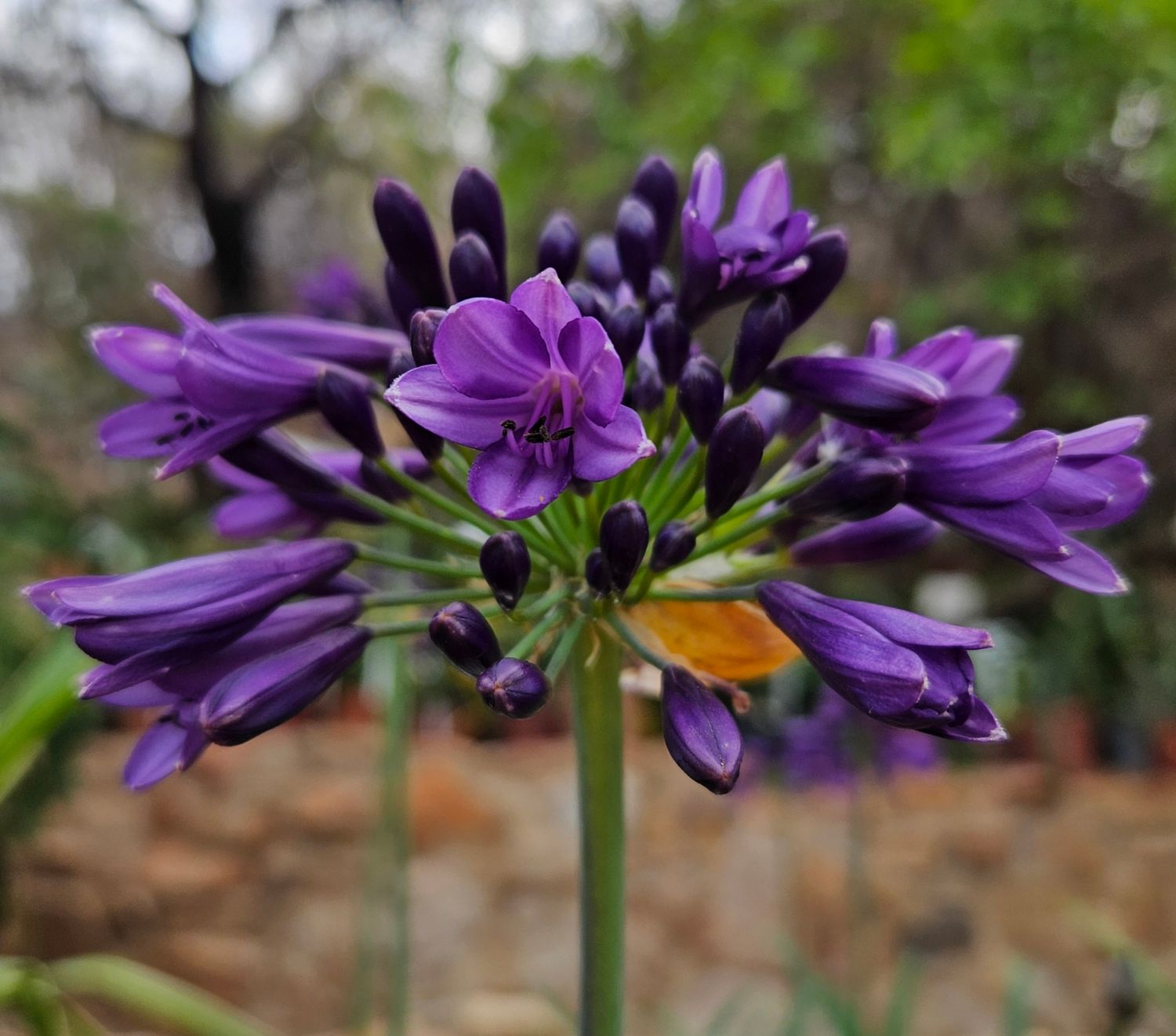 Agapanthus Black velvet