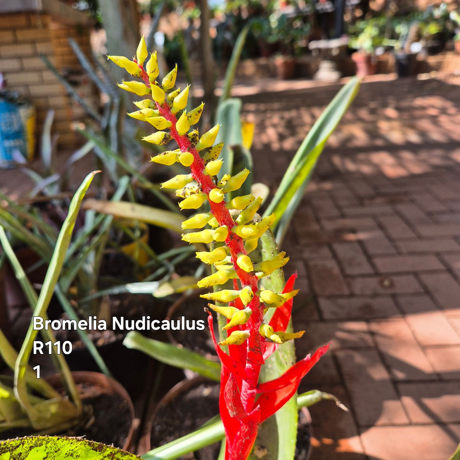 Aechmea Nudicaulus